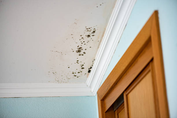 Best Insurance-Related Mold Remediation in Fremont, MI
