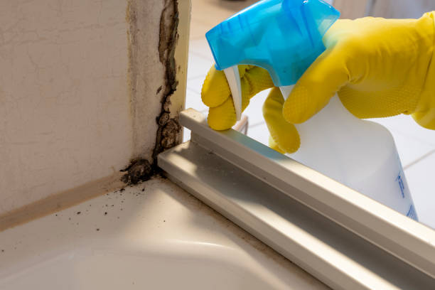 Best Commercial Mold Remediation in Fremont, MI