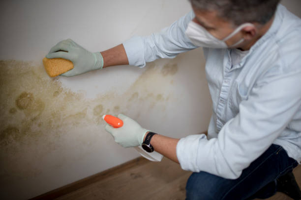 Best Residential Mold Remediation in Fremont, MI