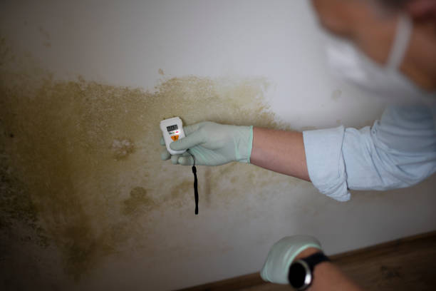 Best Basement Mold Remediation in Fremont, MI