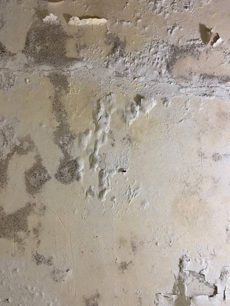 Best Health and Safety Mold Remediation in Fremont, MI